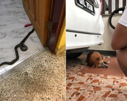 Cachorro morre ao defender casa invadida por cobra venenosa; fotos