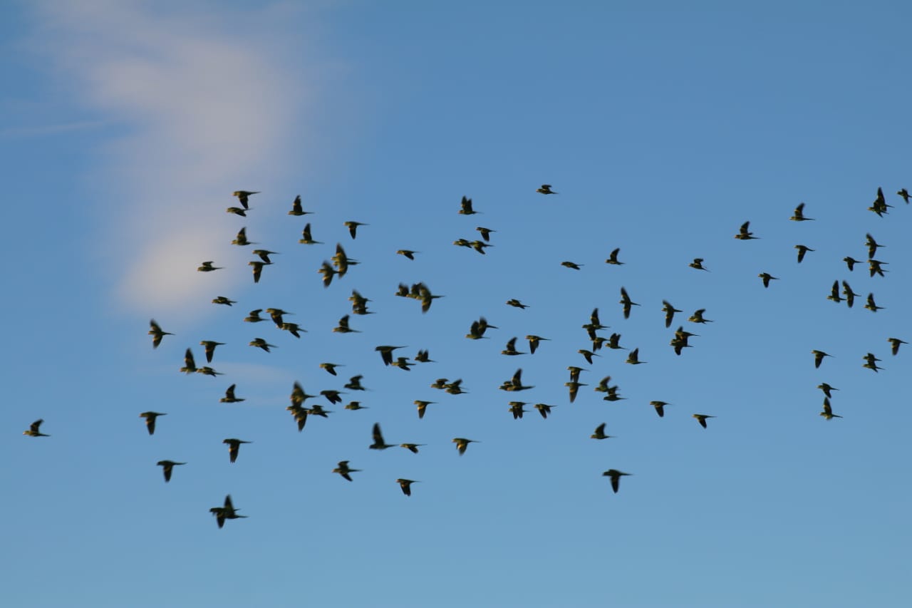 Revoada das andorinhas faz festa no céu de Teresina