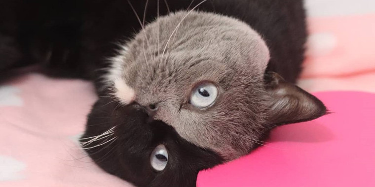 Gato francês de duas cores vira pai e tem um filhote de cada cor