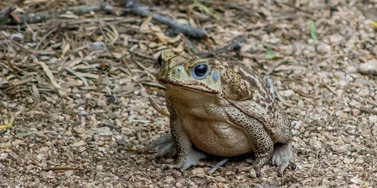 Sapos-cururu venenosos surgem e ameaçam animais domésticos nos EUA
