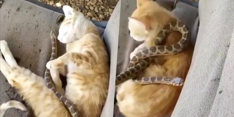 Gato escapa de ataque de cobra após ela enroscar em seu corpo; Vídeo