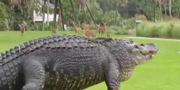 Jacaré gigante é filmado durante passeio e assusta internautas; Vídeo