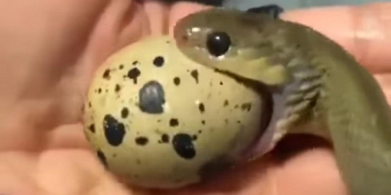 Vídeo impressionante mostra cobra engolindo um ovo sem quebrar; Veja