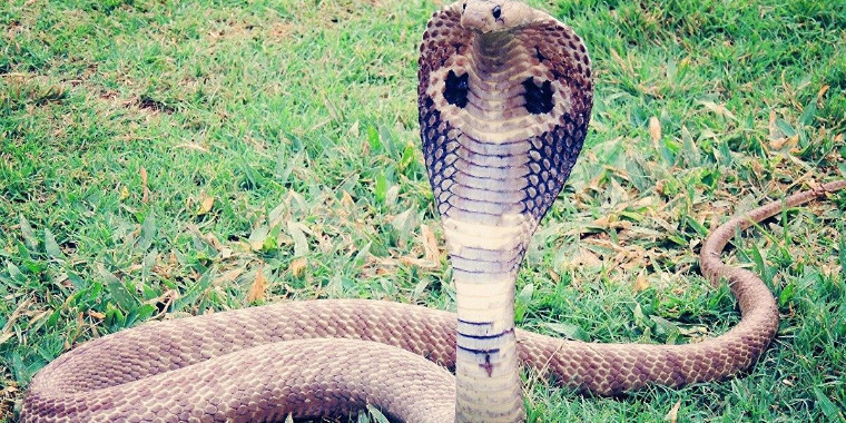 Cobra mais venenosa do mundo desafia capturador na Índia; Vídeo