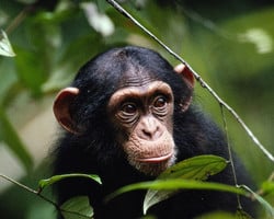 Documentários exploram produções do dia do Chimpanzés e dia da Cobra