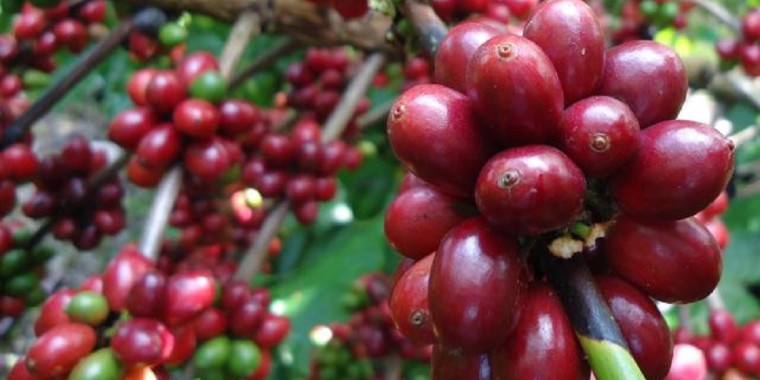 Cafés do Brasil exportam 19,6 milhões de sacas