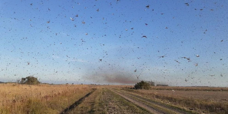 Nuvem de gafanhotos volta a preocupar agricultores brasileiros