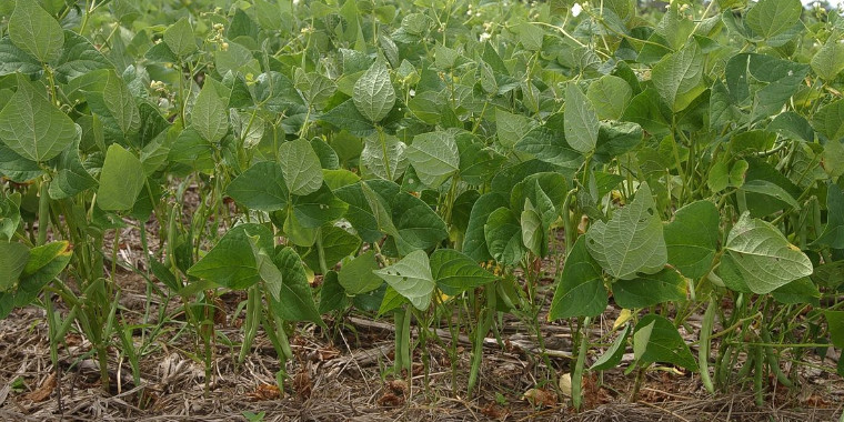 Estudo projeta redução de áreas de produção de arroz e feijão