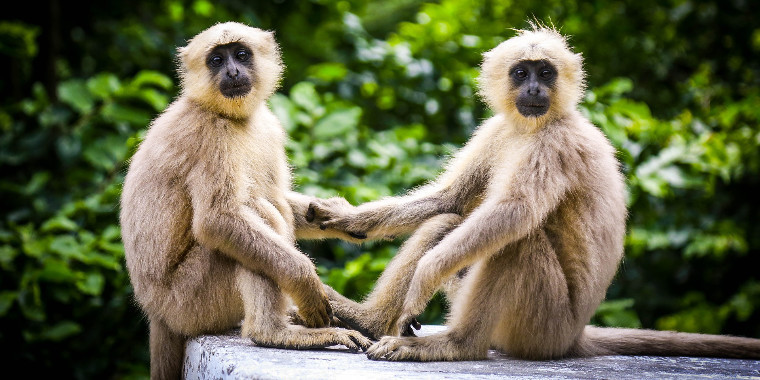 Amizade é comportamento comum entre os animais. Confira!