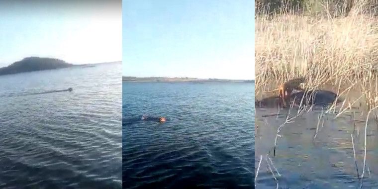 Onça é flagrada nadando na barragem em Patos do Piauí; assista o vídeo