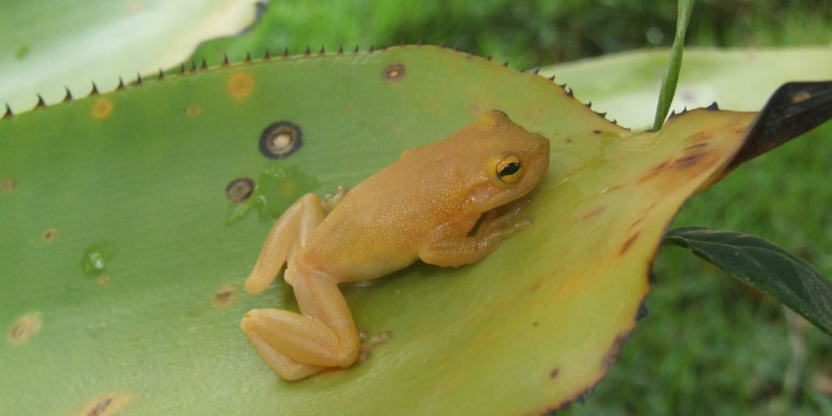 Cientistas descobrem nova espécie de perereca-de-bromélia na Bahia