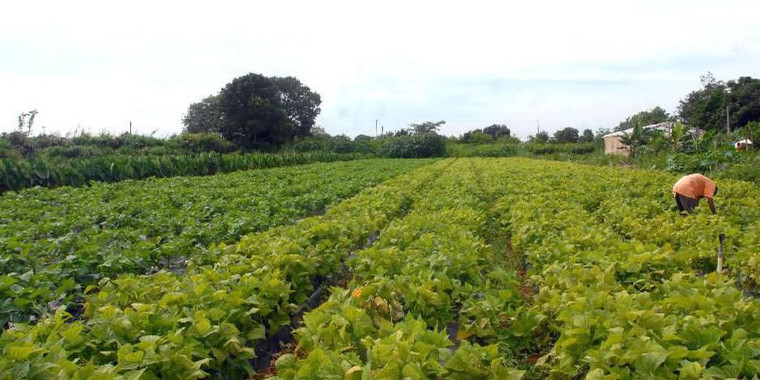 Conab e OCB firmam acordo para beneficiar agricultores familiares