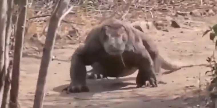 Vídeo assustador mostra Lagarto canibal de mais de 3 metros; Assista!