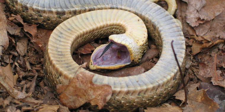 Vídeo mostra cobra tentando atacar presa após se fingir de morta