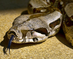 Cobra de 3 metros é capturada após engolir cachorro na Paraíba; vídeo