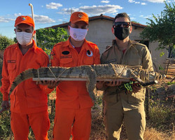 Jacaré de quase 2 m e cobra são resgatados próximo a casa no Piauí