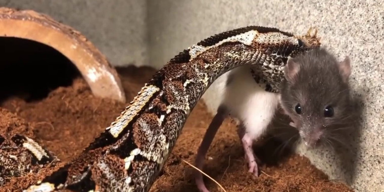 Homem é preso ao usar cobras para atacar animais em vídeos na internet