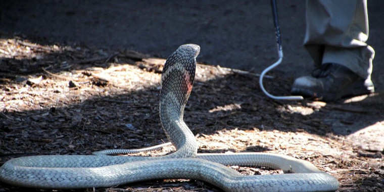 Homem morre após ser picado por cobra, mas mata o animal a mordidas