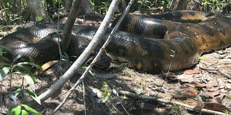 Pescador flagra cobra anaconda gigante após susto na Amazônica; vídeo