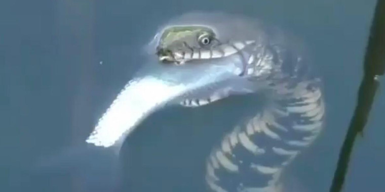 Pescador registra cobras “pescando” peixes em riacho; vídeo