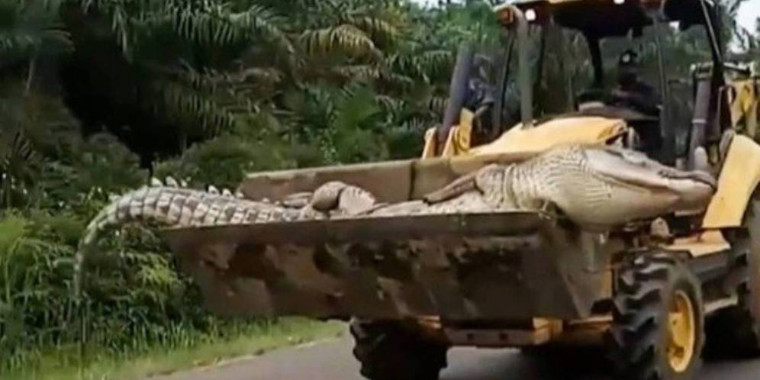 Crocodilo "Demônio" é morto após aterrorizar vilarejos por 50 anos