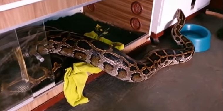 Píton de oito metros é encontrada em residência em Goiás; assista!