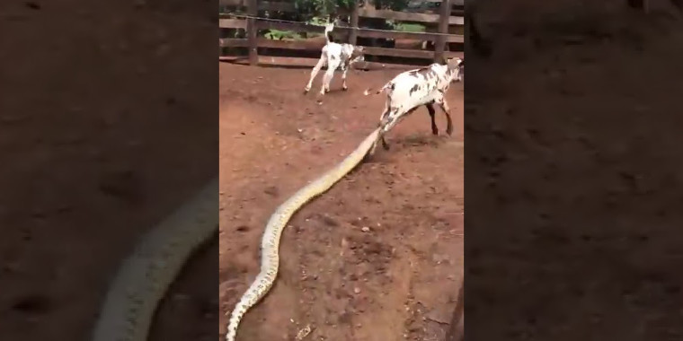 Vídeo chocante flagra Sucuri gigante atacando um bezerro; assista