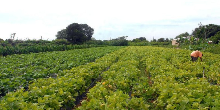 Agricultores familiares do Nordeste terão oferta de consultoria online
