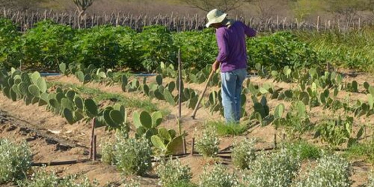 Fomento Rural inclui famílias de 61 municípios do semiárido nordestino