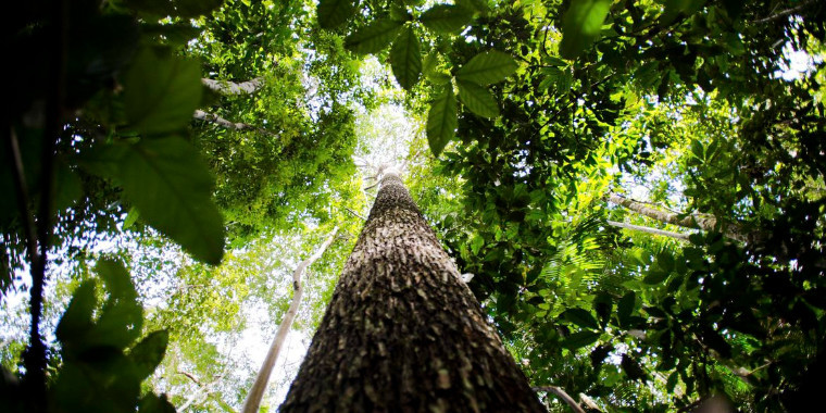 Maioria dos brasileiros está insatisfeita com preservação da Amazônia
