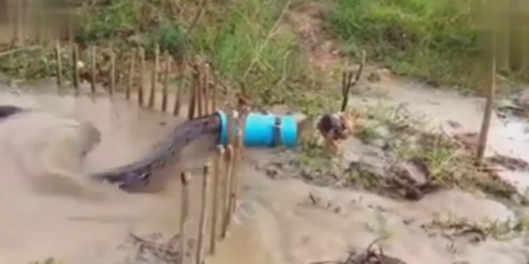 Confira o vídeo de uma sucuri gigante sendo capturada em armadilha