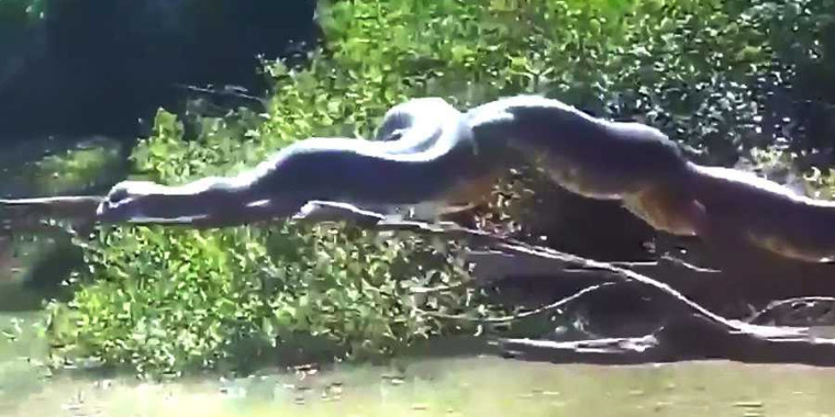 Vídeo de Anaconda gigante “tomando sol” assusta internautas; Assista!