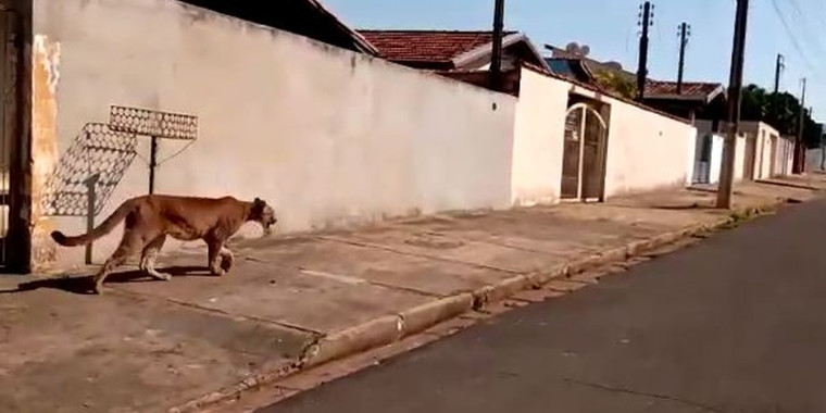 Onça é flagrada passeando em São Paulo e assusta moradores; vídeo