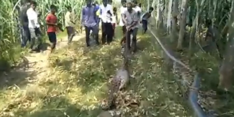 População captura e arrasta píton após comer animal na Índia; Vídeo