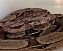 Daniel Cady, marido de Ivete Sangalo, encontra cobra gigante em casa