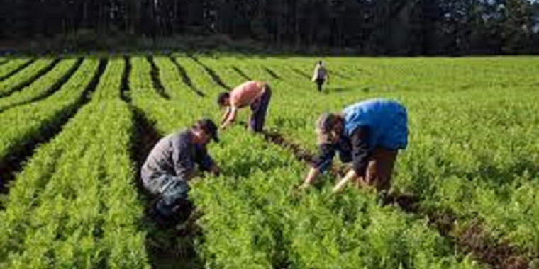Ministério da Agricultura abre prazo para Garantia-Safra 2020/2021