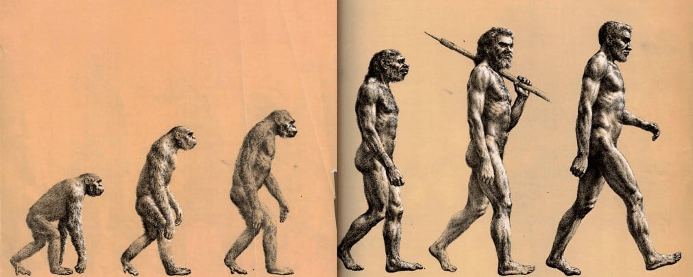 Famosa Imagem Que Representa A Evolu O Humana Est Errada Meionorte Com