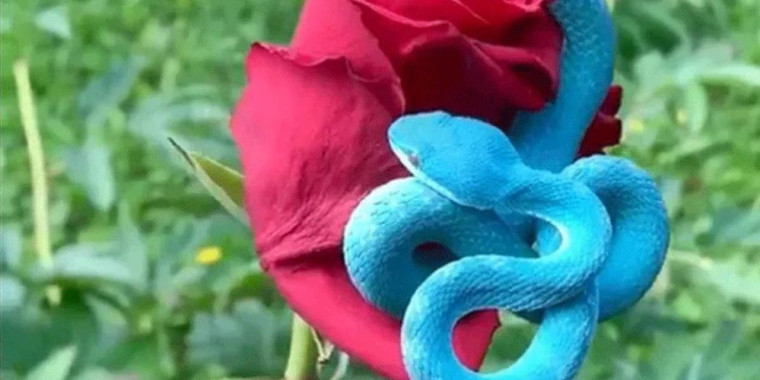 Vídeo mostra cobra rara de cor azul extremamente venenosa