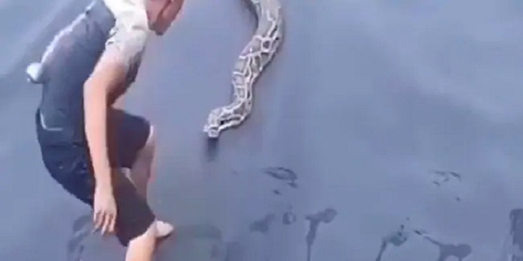 Vídeo tenso de homem com píton e outra cobra tem final inesperado