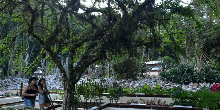 Quase 40% das plantas estão ameaçadas de extinção, aponta pesquisa