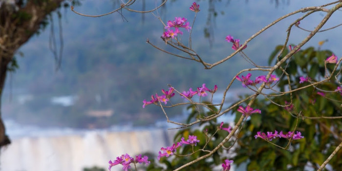 Primavera dá nova cara ao Parque Nacional do Iguaçu