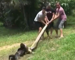 Homens tentam salvar cachorro de Sucuri gigante em vídeo chocante