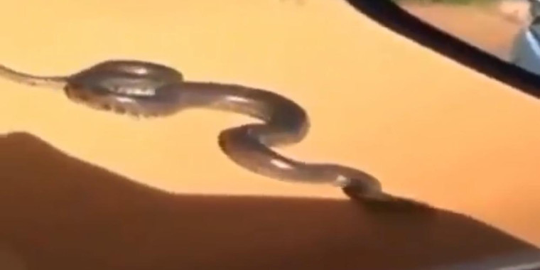 Sucuri gigante tenta atacar homem dentro de carro; assista
