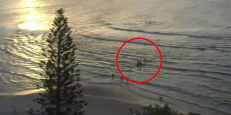 Surfista morre após ataque de tubarão