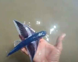Peixe-voador é encontrado por banhista na praia da Pedra do Sal no PI