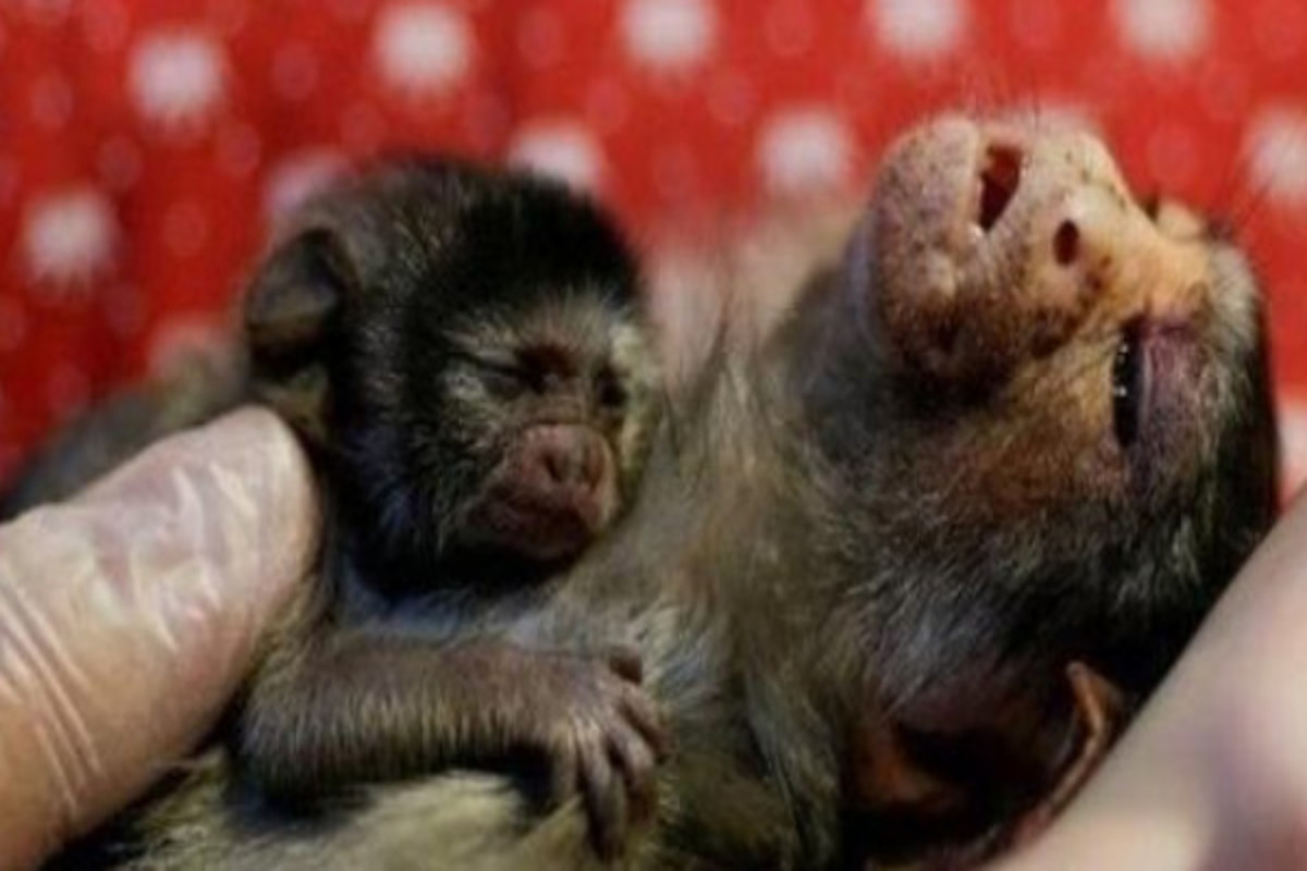 Imagens Fortes Mostram O Sofrimento Dos Animais Com As Queimadas