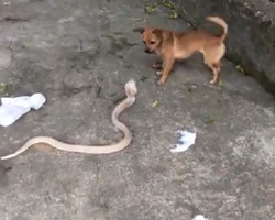 Cachorro baixinho e “folgado” encara serpente venenosa; vídeo