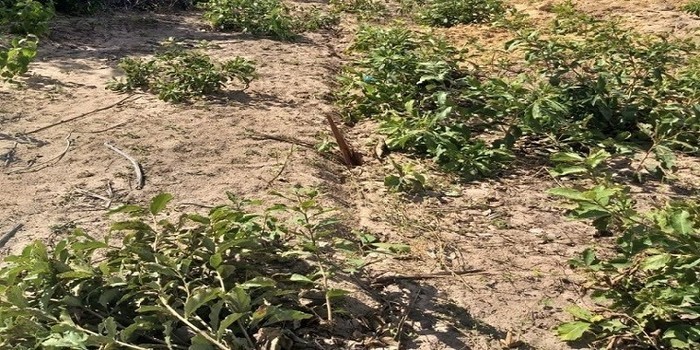 Milton Brandão: Município cercará novamente área de depósito do lixo recolhido na cidade