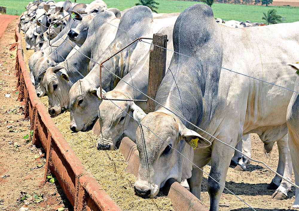 Confinamento De Alto Grão Veja Passo A Passo De Como Fazer 5231