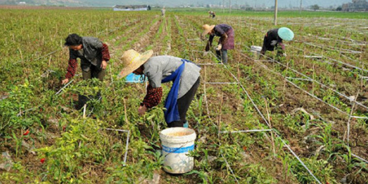 Número de ocupados no agronegócio cresce 1,3% no 3º semestre de 2020